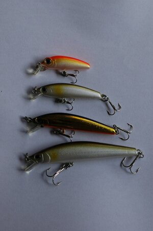 08sugarminnow1.jpg